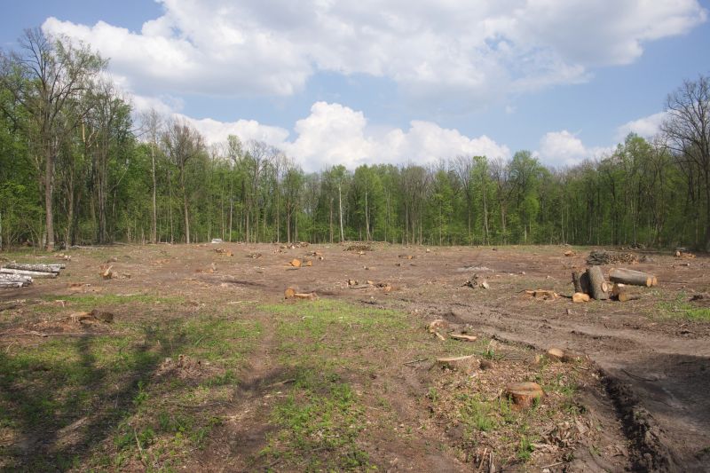 Forestry Clearing in Utah County, UT