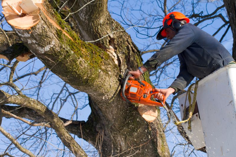 Maple Tree Removal in Doylestown, PA